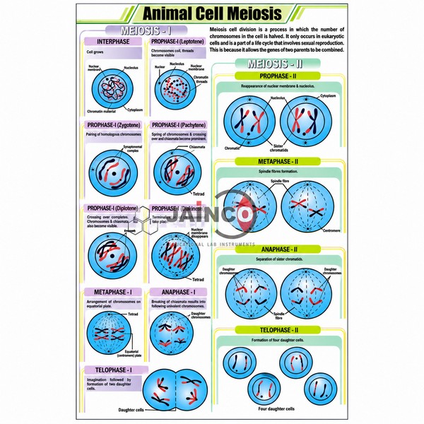 Animal Cell Meiosis Chart